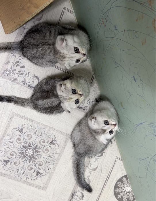 Кот на вязку британский