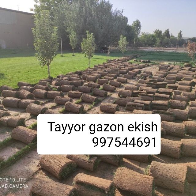 Gazon ekish  Gazon ekish