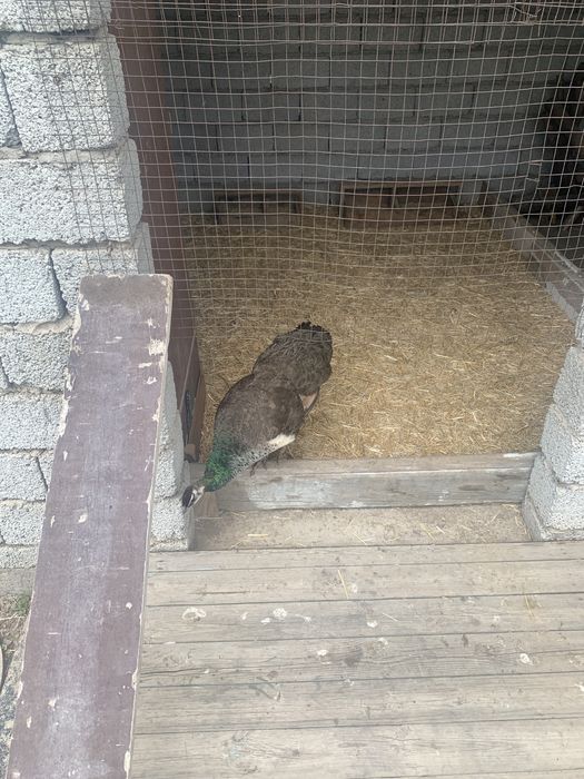 Продам самку павлина