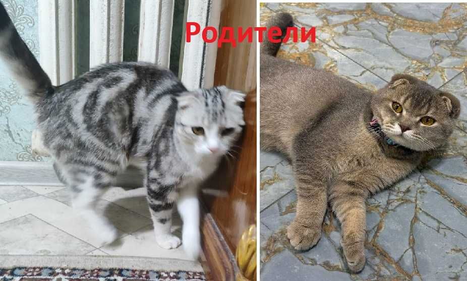 Scottish Fold котята чистые 4 малчика