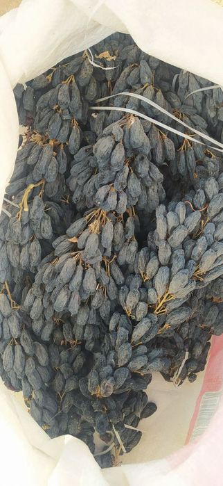 1,2,3, yillik oq cho'p qora kishmish ko'chatlari bor.