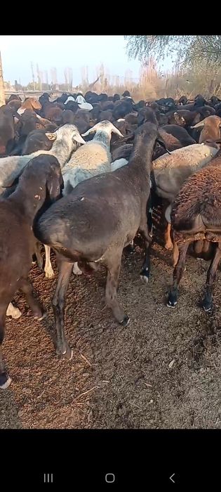 Qochqorlar 120 ta bor