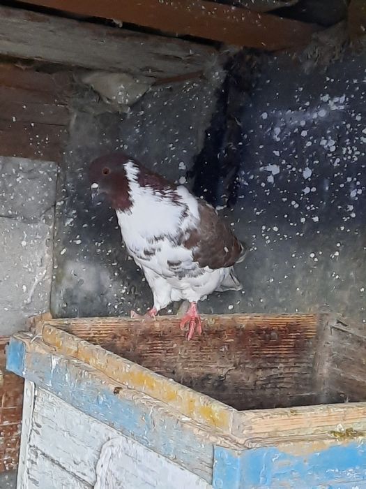 Vând porumbei găinar