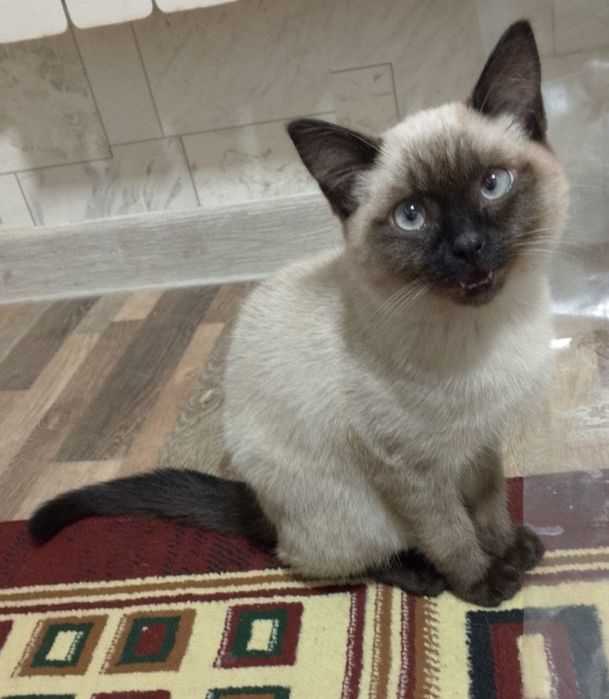 Сиамский мушук сотилади