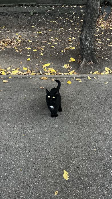 Кот черный с белой грудкой.