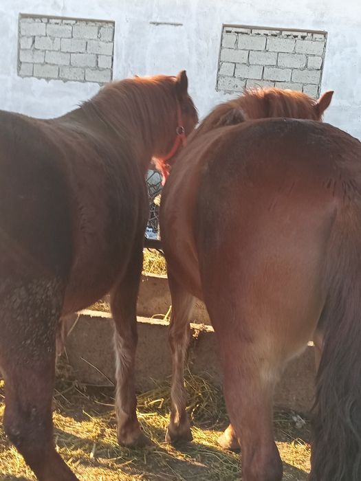 Vănd doua mănze de 2 ani jumate