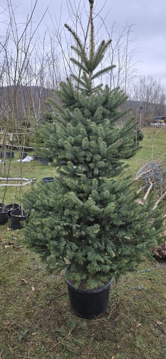 Brazi în ghiveci cu radacina