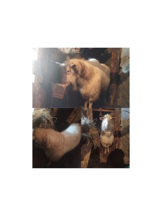 Продам Теке 2.5жас