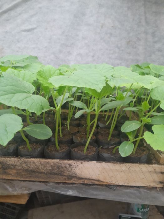 Рассада огурцов пикалино ф1