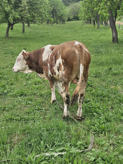 Vand Tauras de 7  luni, Baltata Romaneasca