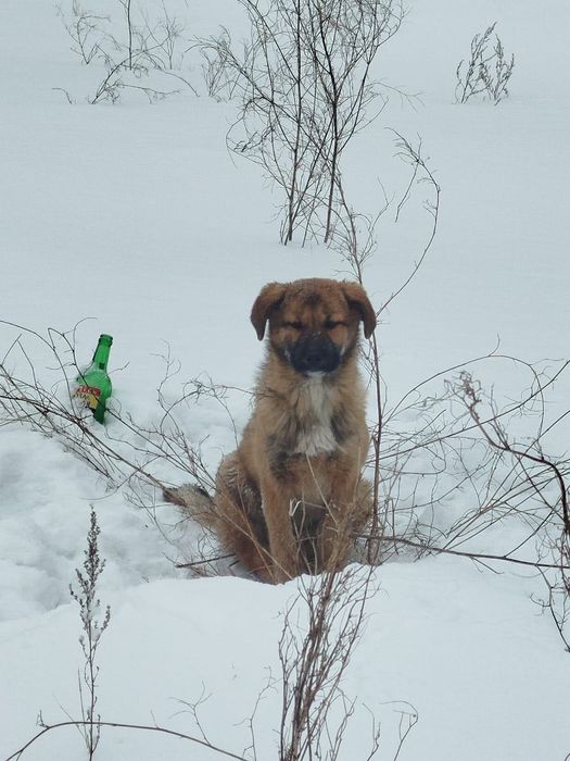 Замерзают щенки…