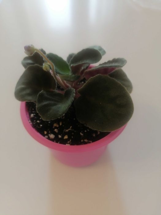 Фиалка сортовая голубая