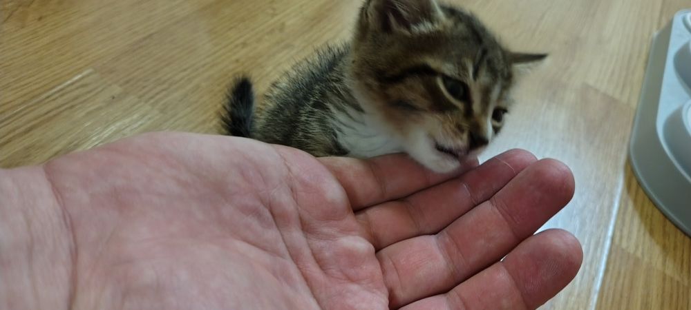 Котёнок, маленький