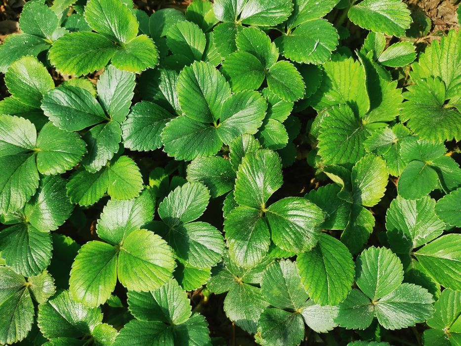 Саженцы клубники