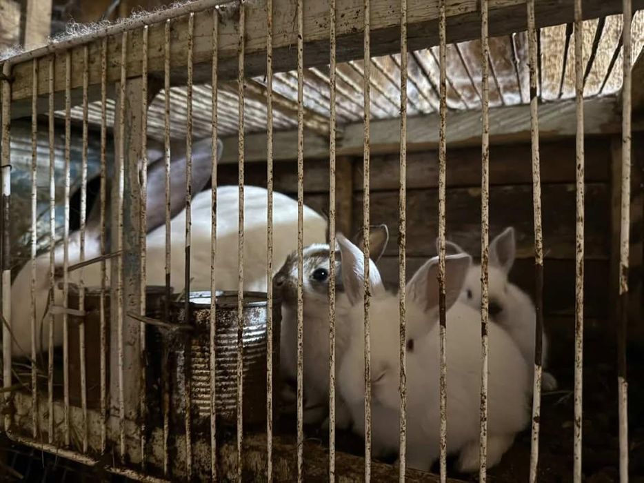 Крольчата             .