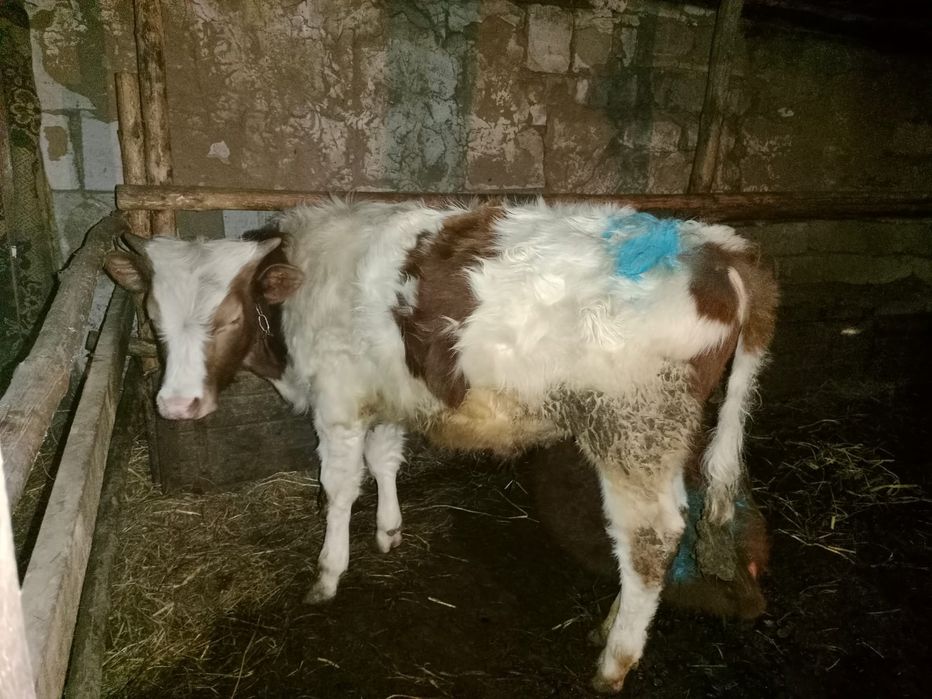 Сатылады еркек 2бас