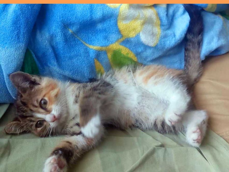 Кошечка ищет хозяина