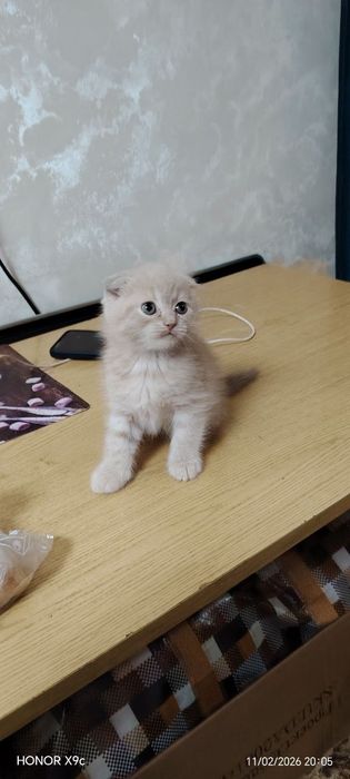 Вислоухие Шотландские котята от правельной вязки в подарок своим любим