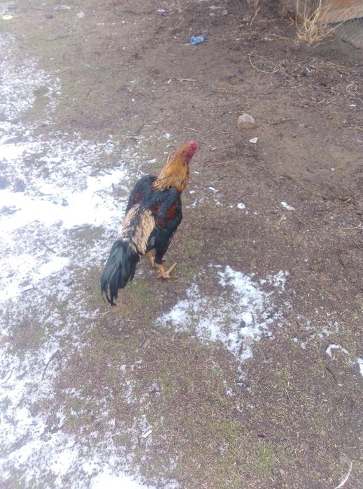 продаётся питух апрельский