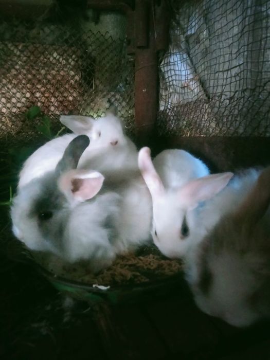 Продам кроликов Великаны