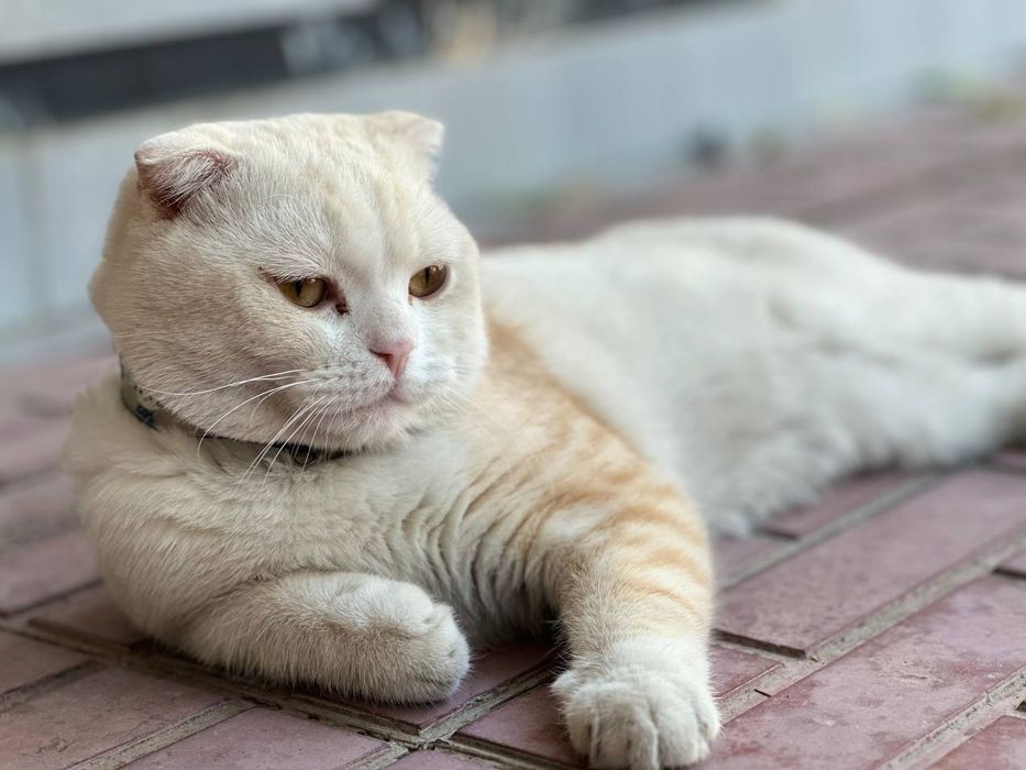 Zoti: Scottish fold. Yoshi:1 yosh. Jinsi: o'g'il bola. Sog'ligi: a'lo.