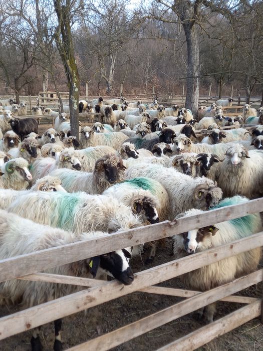 Oi cu miei, oi gestante, noatine și berbeci 400 lei