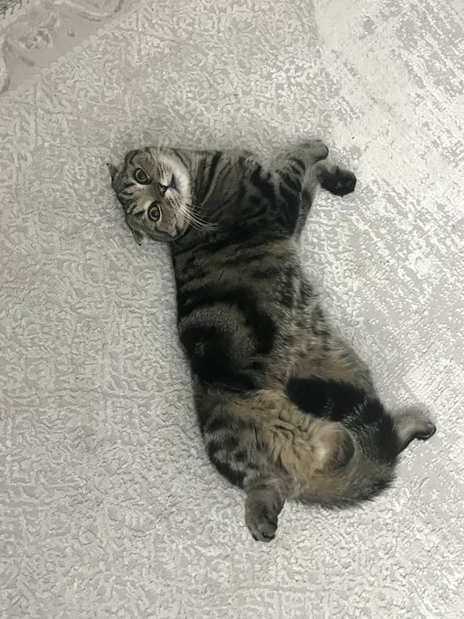 Кот, 5 лет, отдаем в самые добрые руки