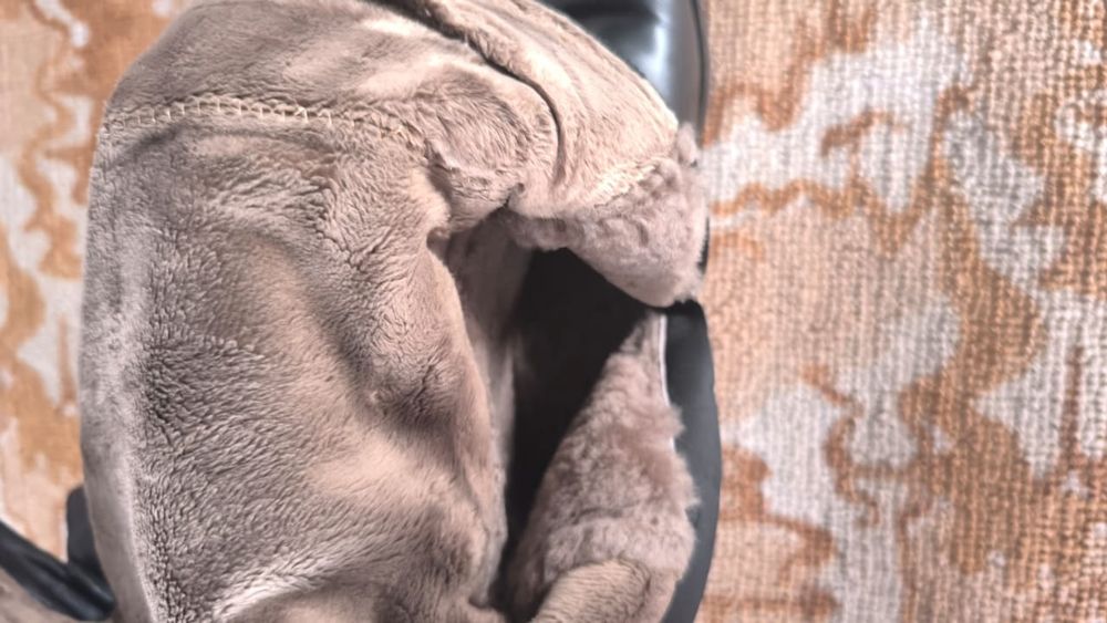 Зимние сапоги.  1+1