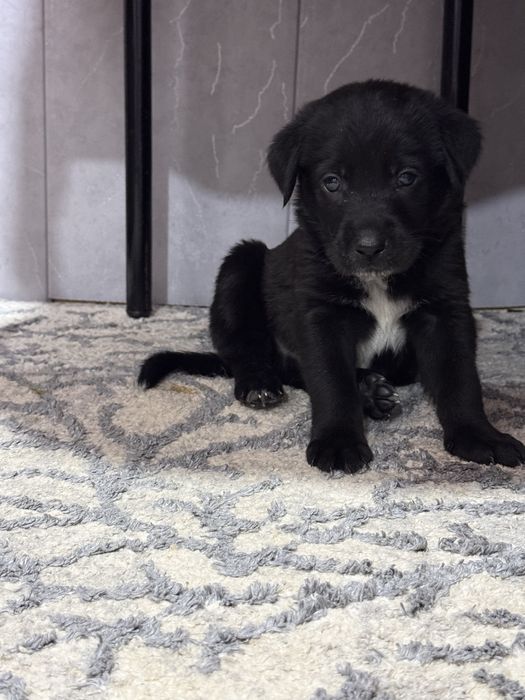 Пристраиваются щенки Лабродора в хорошие руки