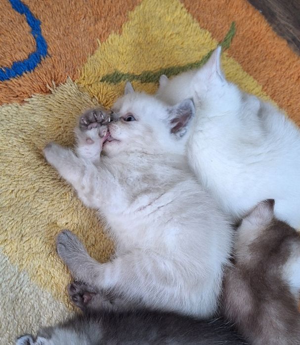 Шотландский шотландский котенок