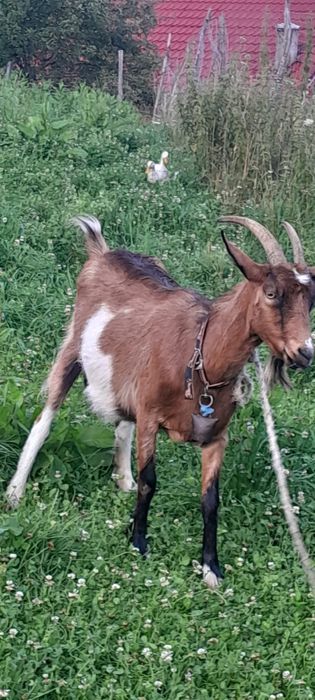Capra alpină franceză