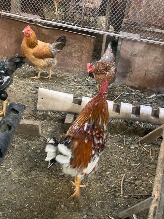 Куры кучинская юбилейная