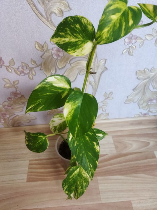 Комнатные цветы в ассортименте