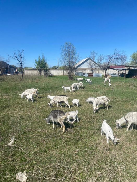 Продам 11 козы , 18 козлят , 1 козла.