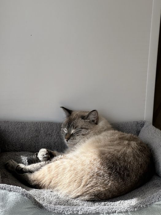 Отдам кота в хорошие руки