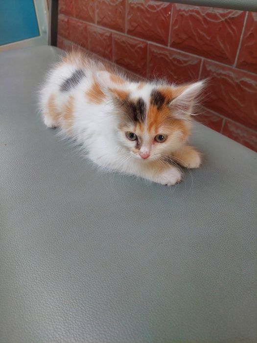 Котенок. Кошечка 1.5 мес