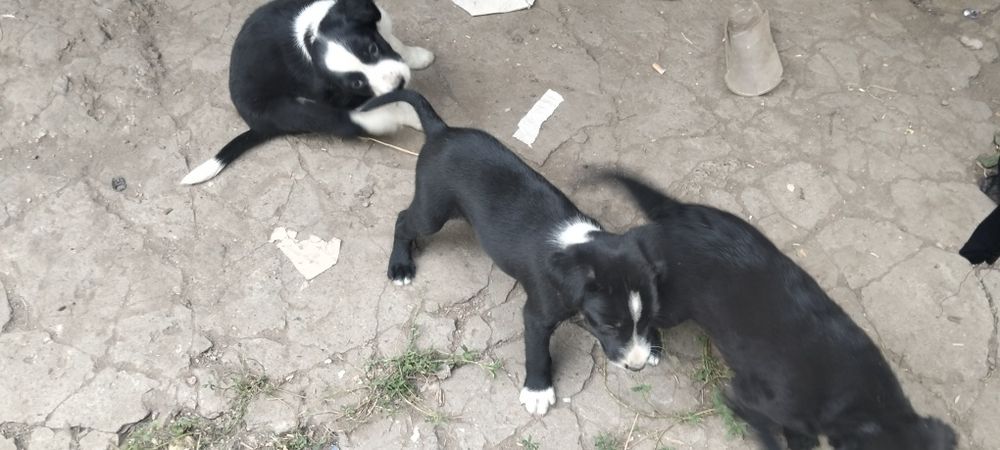 Щенки ищют новый дом