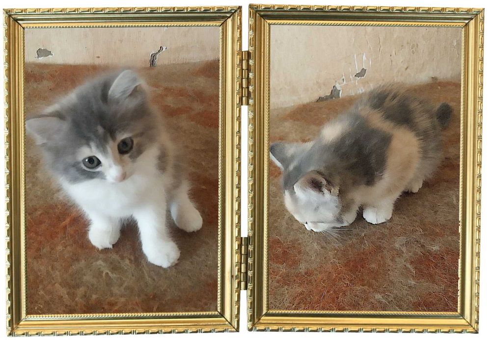 Котята в ответственные руки