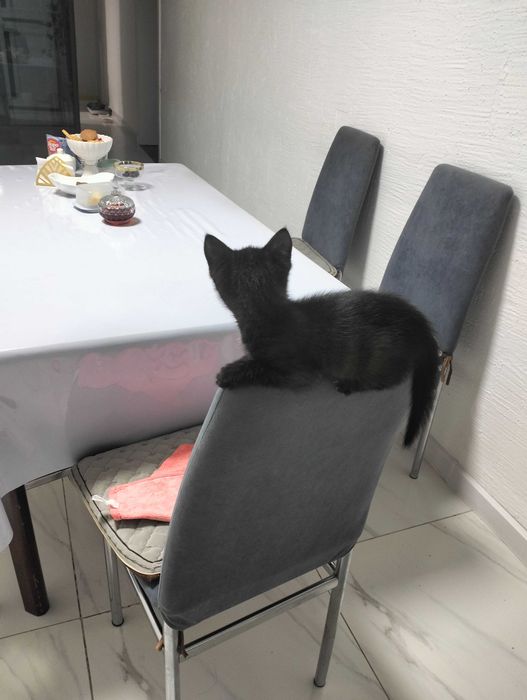 Котик ищет новый дом и хороших хозяев