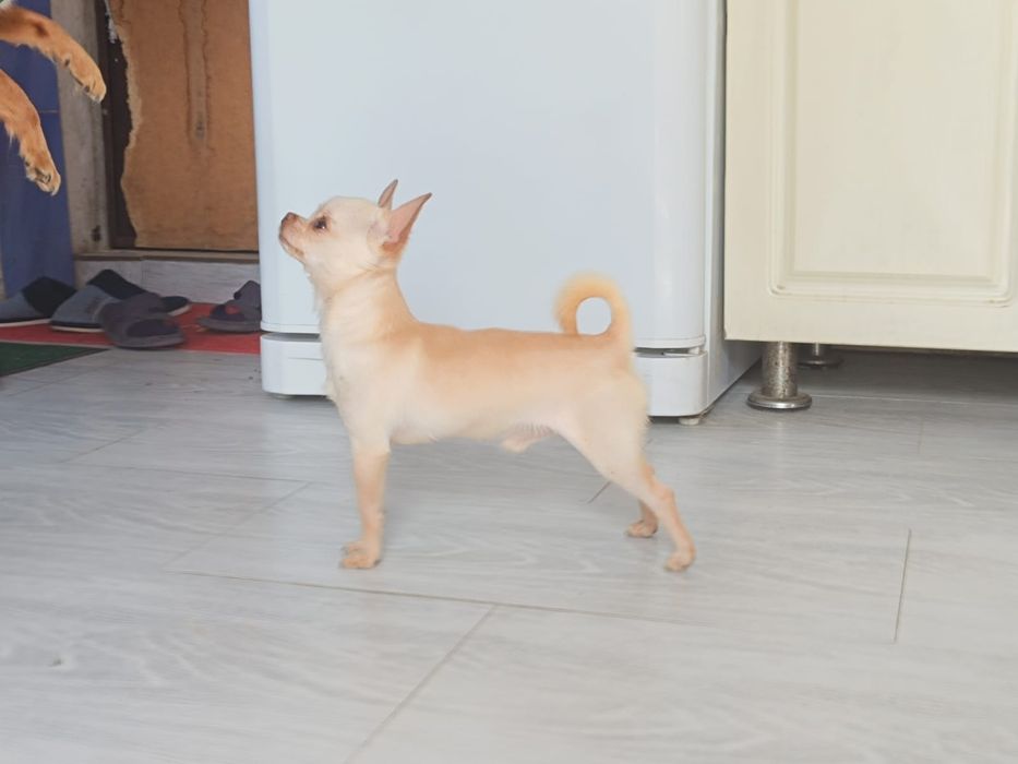 Вязка мини Чихуахуа