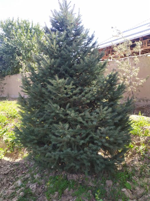 Продается голубой и зелёный ель