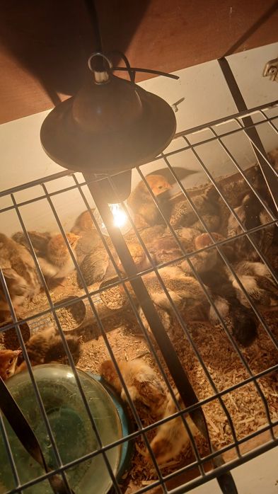 Кубинские юбилейный цыплята