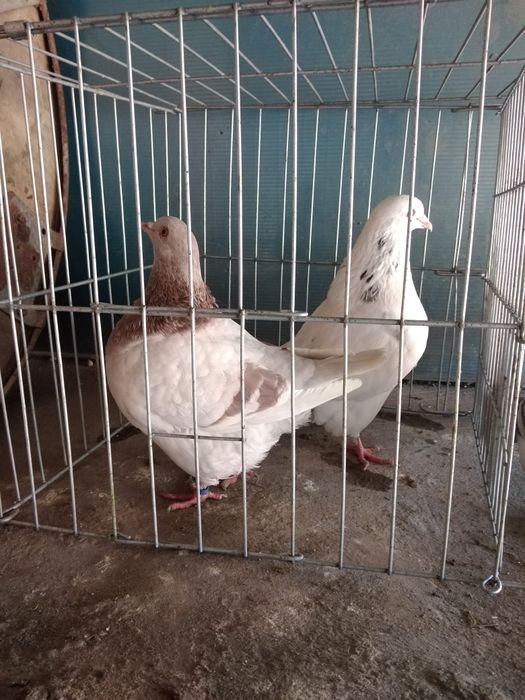 Texani Mondaini ȘI AGH