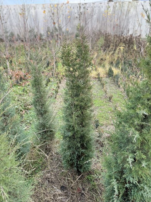 Можжевельник декоративный.