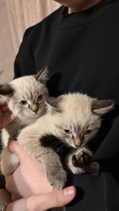 Котята за шоколадку