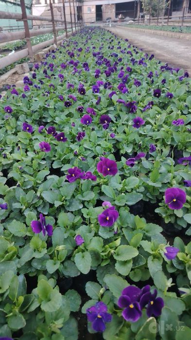 Perecheslena bor Gul flowers  veola  To'lov istalgan usulda viola
