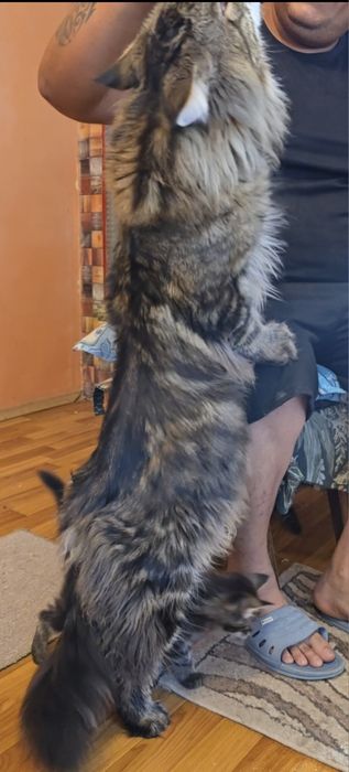 Уникални котенца мейн  куун