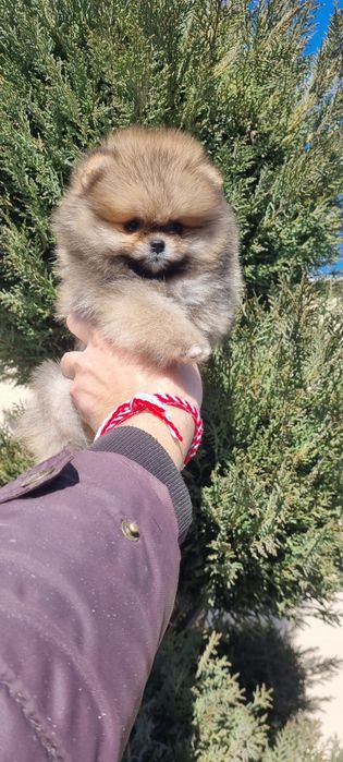 Померан померанче