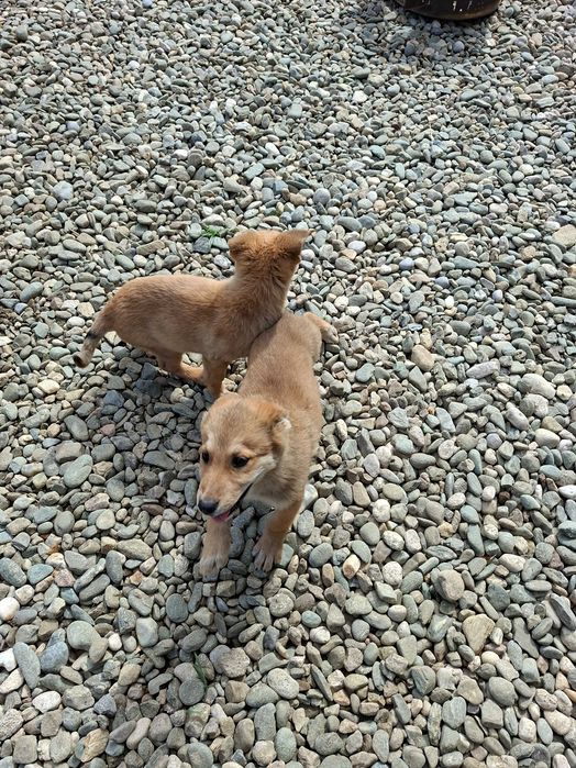Cățelușe spre adopție