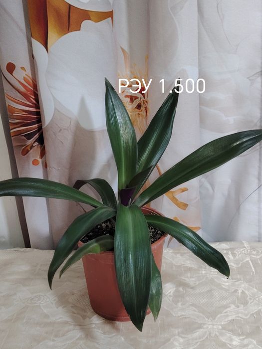 Продаются домашние цветы